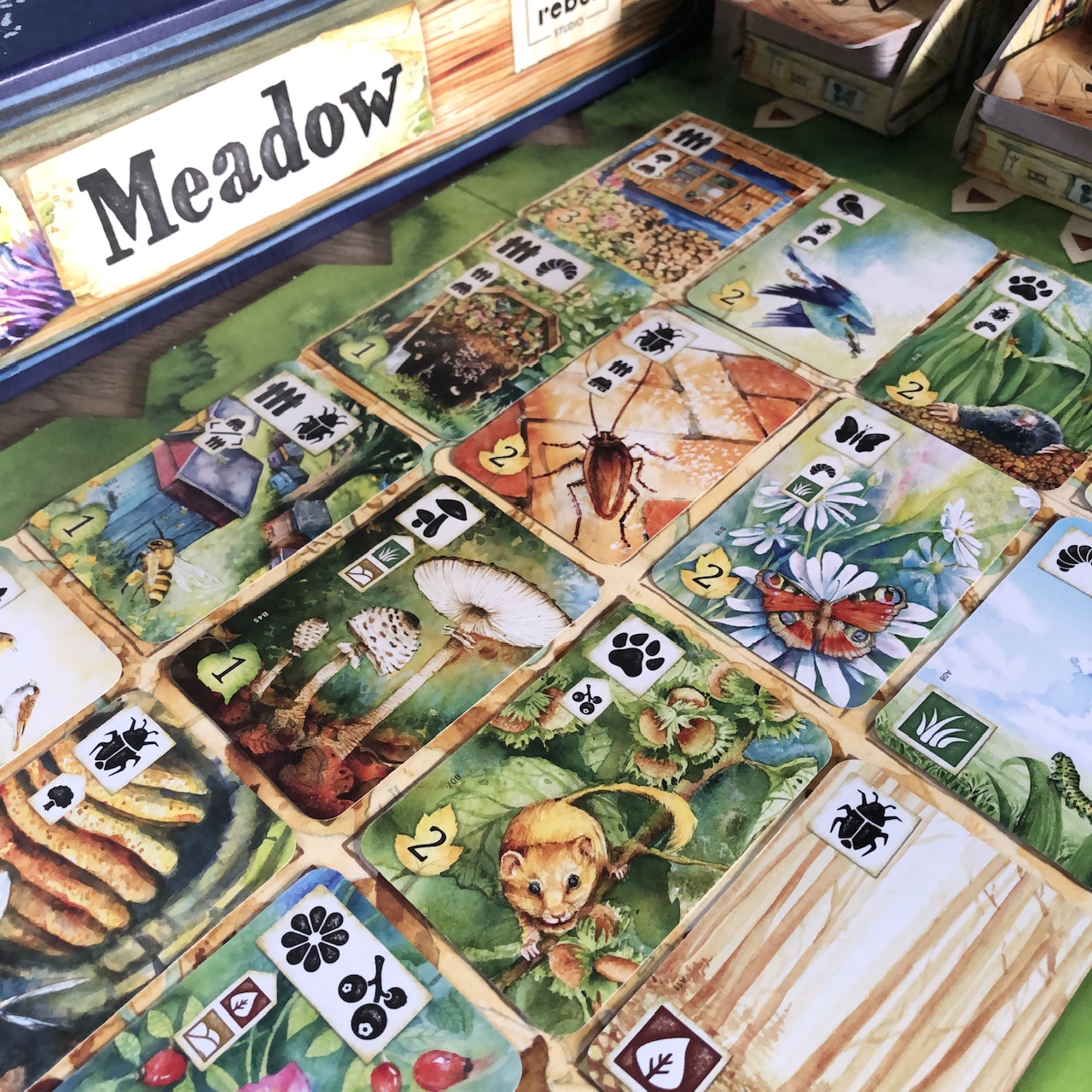meadow